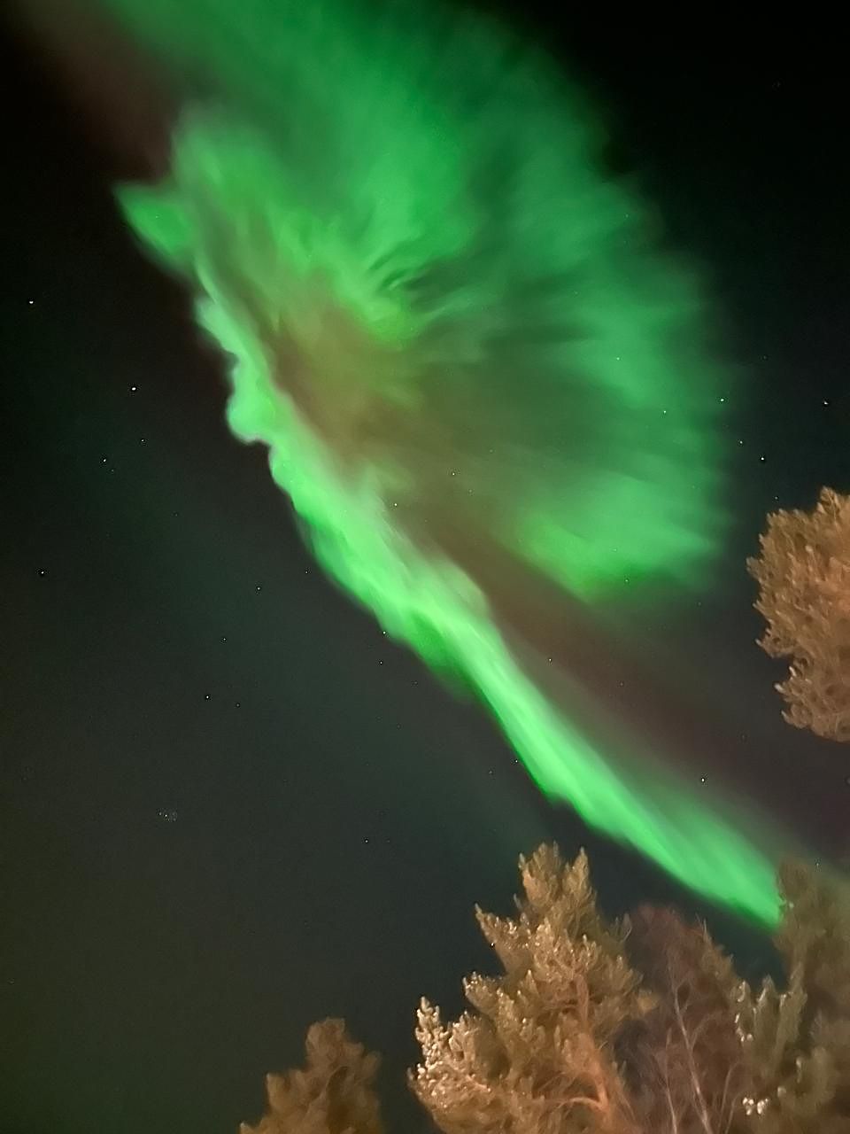 An aurora corona bursting overhead above frosted treetops