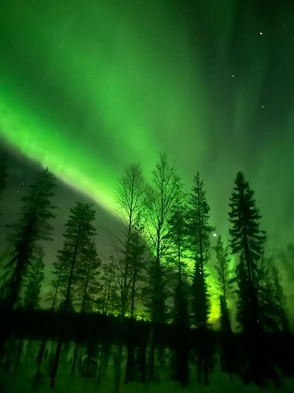 A bright green aurora band behind tall spruce and birch trees