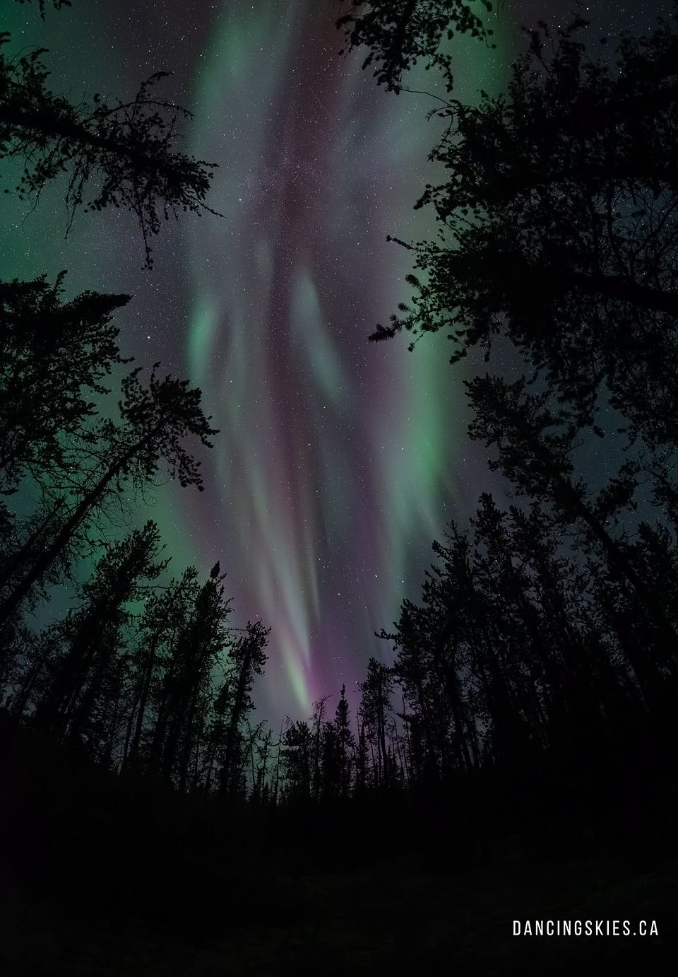 Looking straight up through spruce trees at green and pink aurora